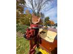 1956 15Ft Century Cowhide Palomino, 30HP Johnson Javelin and Tee Nee Trailer