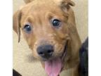 Adopt Ana a Labrador Retriever