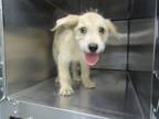 Adopt Quill a Terrier, Mixed Breed