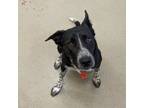 Adopt Sofia a Australian Shepherd