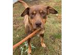 Adopt Elastigirl a Shepherd, Collie