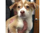 Adopt Buckaroo a Husky