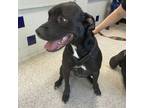 Adopt Krobus a Labrador Retriever