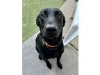 Adopt Rattle Balls a Mixed Breed