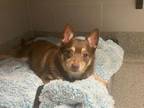 Adopt CHICO a Pomeranian, Mixed Breed