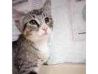 Adopt Hamlet a Domestic Short Hair