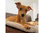 Adopt Churro a Dachshund