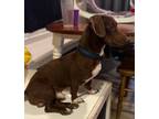 Adopt Dobbie a Dachshund