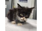 Adopt Victor a Domestic Medium Hair