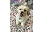 Adopt Zelda a Shih Tzu, Yorkshire Terrier