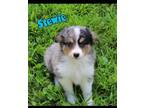 Adopt Stewie a Australian Shepherd