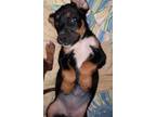 Adopt Miia a Doberman Pinscher