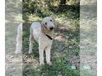 Poodle (Standard) PUPPY FOR SALE ADN-684722 - Stud service