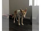 Saarloos Wolfdog-Siberian Husky Mix PUPPY FOR SALE ADN-691434 - Stud service