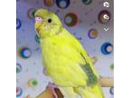 Anaheim Pet Sitter - $15.5/hr - Caring & Experienced Care for Your Furry Friend!