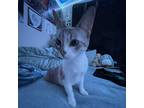 Spring Branch Pet Sitter - $10/day Compassionate Care for your Furry Family