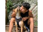 Bethlehem, PA Pet Sitter - $20/hr Experienced & Loving Care Guaranteed