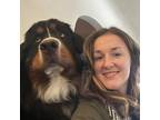 Portland Pet Sitter - $20/hr - Trusted & Experienced - Ready to Take Care of