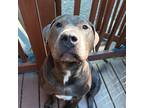 Compassionate Pet Sitter in North Ridgeville, and Avon, Ohio $14.00 HOURLY