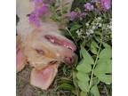Experienced Pet Sitter in Americus, GA - $14/hr - Trustworthy Care for Your