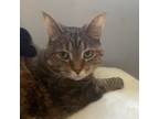 Pet Sitter in Wyoming, Michigan: $16/hr. Experienced, Loving Care for Your Furry