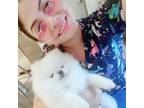Affordable Pet Sitting in Hialeah, FL - $17/Hour - Pet Love Guaranteed!