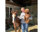 Honest and Reliable Dog Walker in Coeur D'Alene, Idaho - $20.00/Walk - Loving