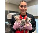 Tracy, CA Local Pet Sitter - $50/day - Medical Experienced, Reliable, & Caring.