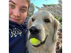 North County’s 1 Pet Sitter Pet CPR, Licensed & Insured Experience &