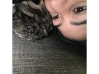 Pet Sitter in Orlando, FL - $30/Day - Caring & Responsible!