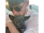 Menlo Park Pet-Lover - $15.5/hr Pet Sitting - Experienced