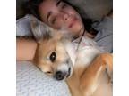 Sanger, CA Pet Sitter $25/hr Experienced and Trustworthy Responsible Care for