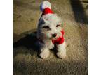 Mobile, AL Pet Sitter - $20/Day - Caring & Experienced!