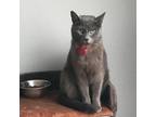 Pet Sitter in Houston, TX - $13/hr - Experienced, Loving Care For Your Pet!