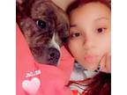 Pekin IL Pet Sitter $20.00/Day Experienced & Reliable