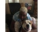 Ocala Pet Sitter - $15/Day - Caring & Experienced - Put Your Pet in Good Hands!