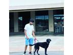 Rochester Pet Sitting: Professional Pet Sitter in NY. $15/Hour.