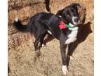 Adopt RUDOLPH 420516 a Border Collie, Great Pyrenees
