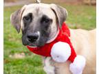 Adopt Larry a Anatolian Shepherd, Labrador Retriever