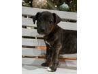 Adopt Grizzly a Dogo Argentino, Catahoula Leopard Dog