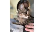 Adopt Lion a Tabby