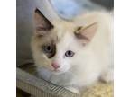 Adopt Dolce a Ragdoll