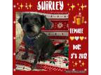 Adopt Shirley a Miniature Schnauzer