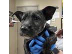 Adopt Mashed Potatoes a Terrier, Wirehaired Dachshund