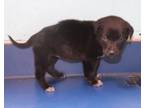 Adopt Lena a Labrador Retriever, Terrier
