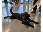 Adopt PARIS a Border Collie