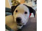 Adopt Snoopy a Retriever