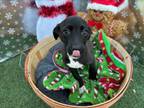 Adopt FAITH a Black Mouth Cur, Mixed Breed
