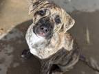 Adopt Snickerdoodle a Labrador Retriever