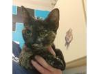 Adopt Kiwi a Domestic Short Hair